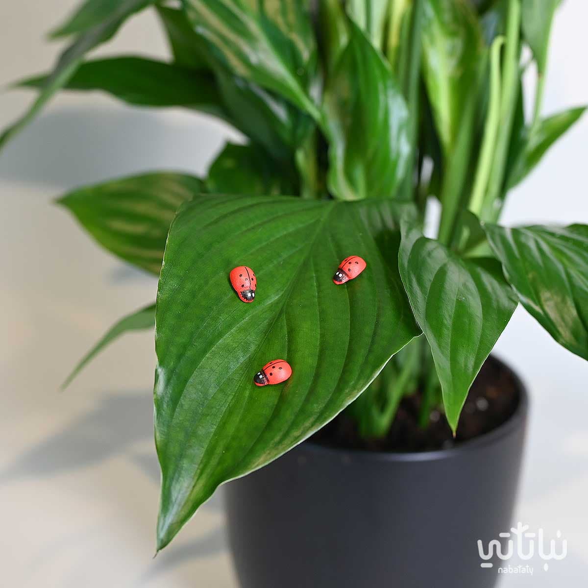 ملصقات الدعسوقة الحمراء