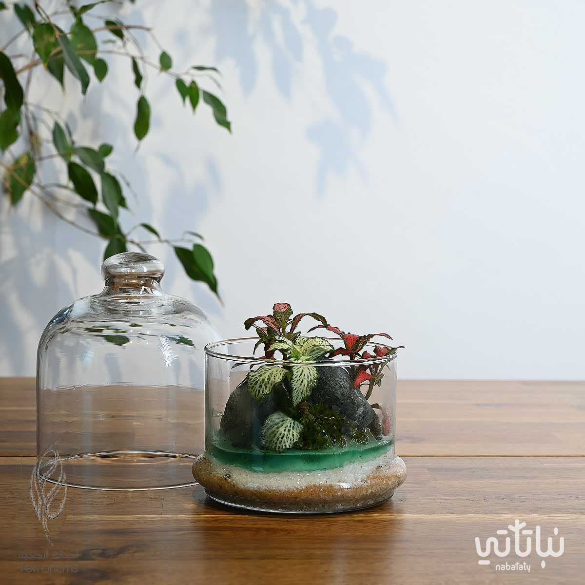 جزيرة الضوء متوسطة 4