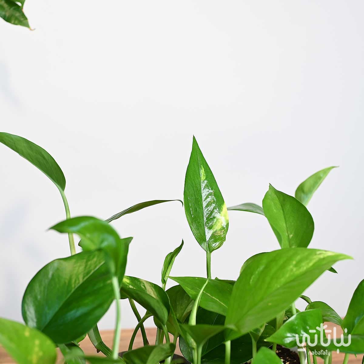 مجموعة توزيعات نبتة البوتس 2