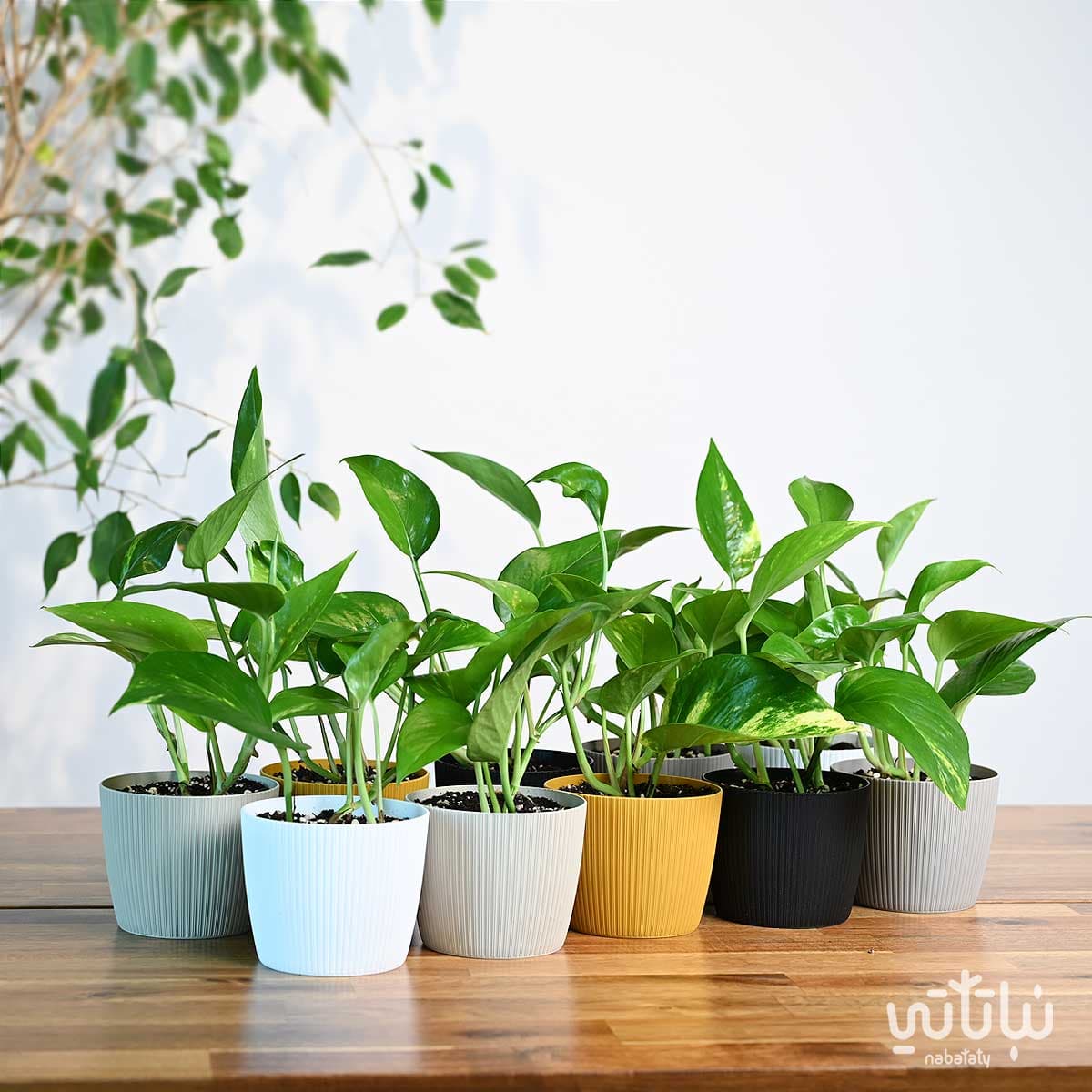 مجموعة توزيعات نبتة البوتس 1