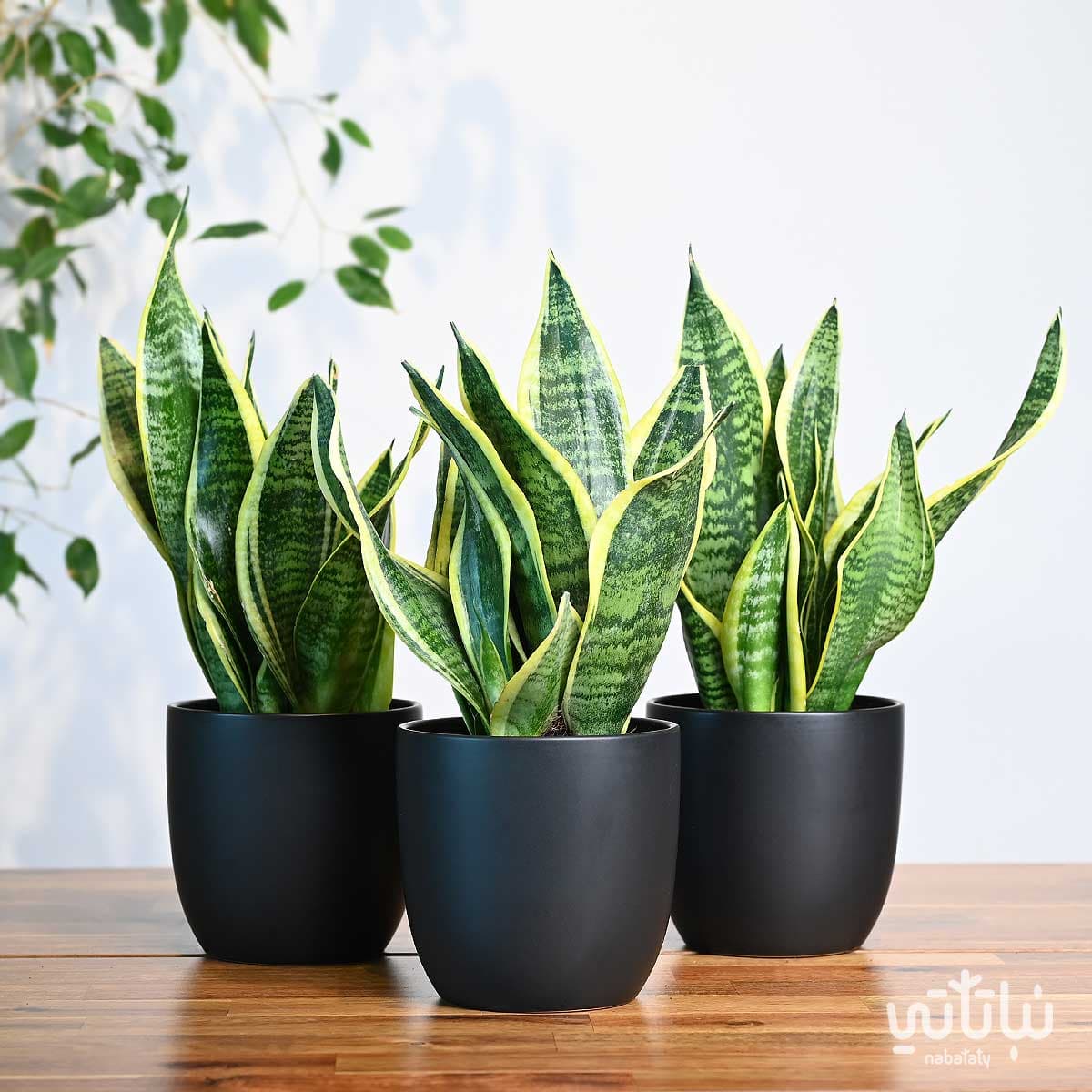 مجموعة نبتة جلد النمر