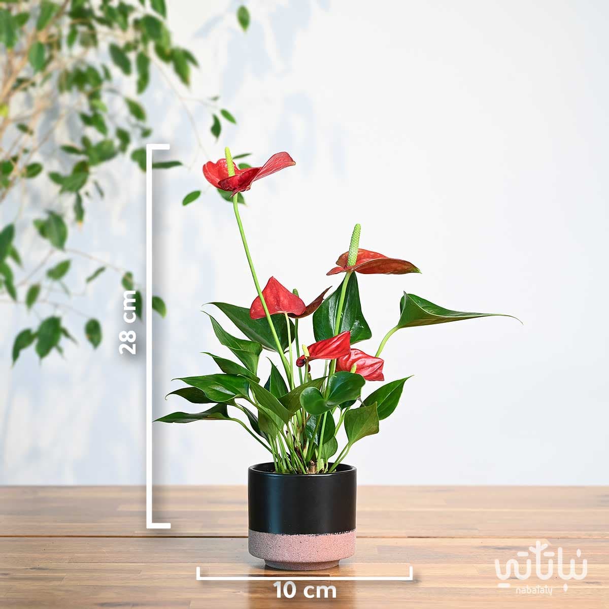 مجموعة نبتة الأنتوريوم الحمراء 3