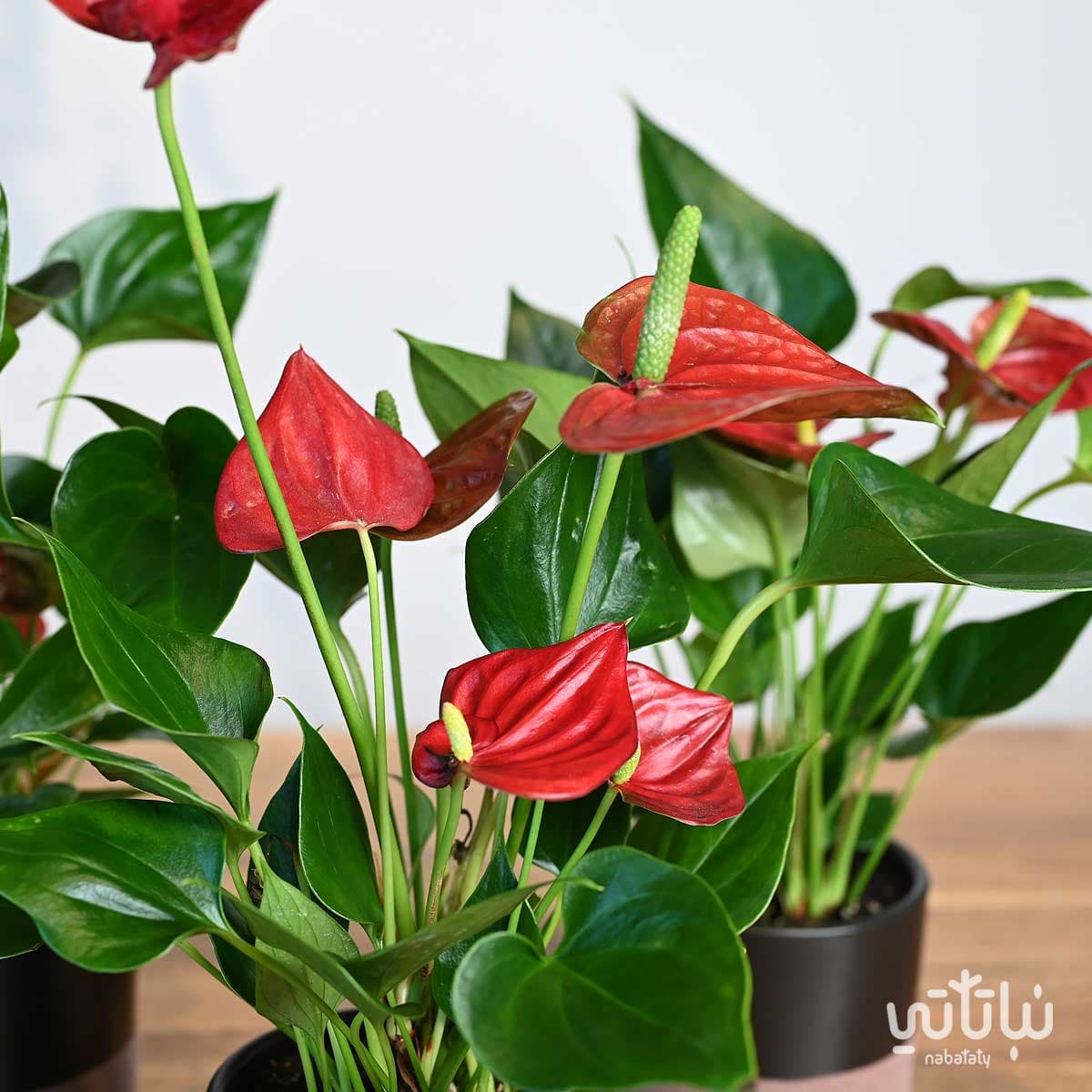 مجموعة نبتة الأنتوريوم الحمراء 2