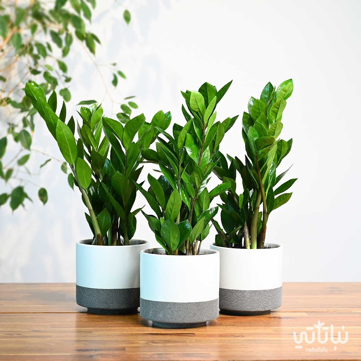 مجموعة نبتة الزاميا