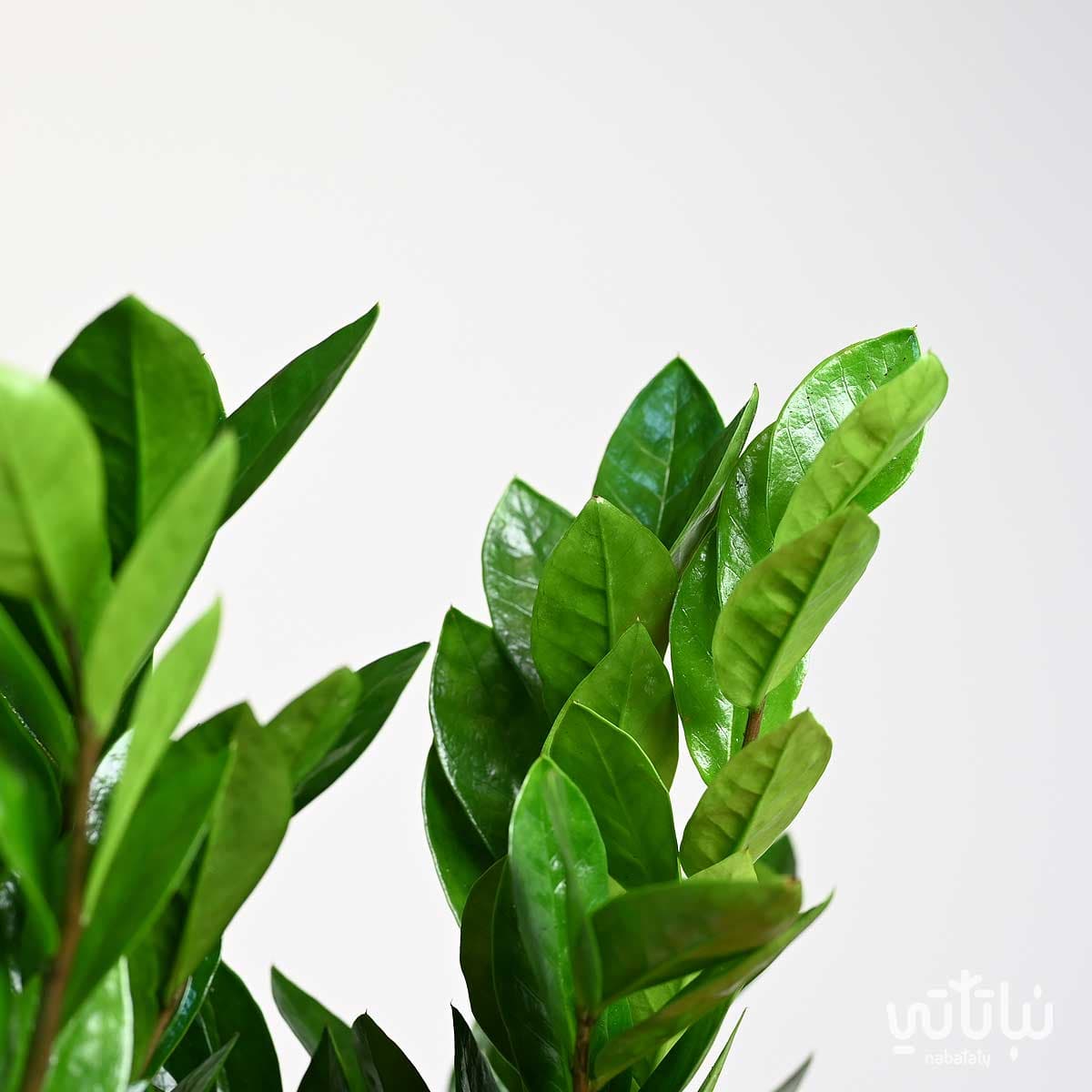 مجموعة نبتة الزاميا 3