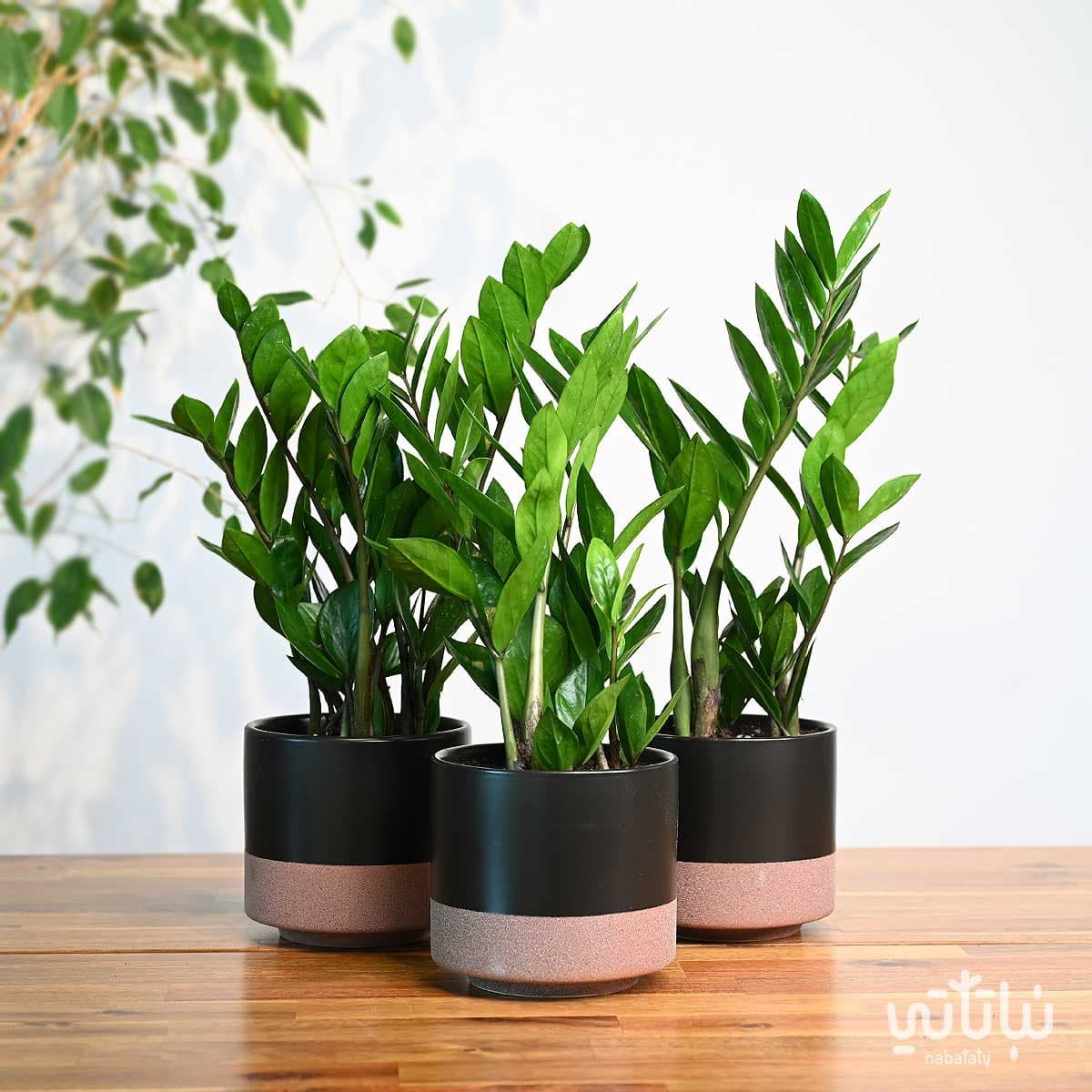 مجموعة نبتة الزاميا 1