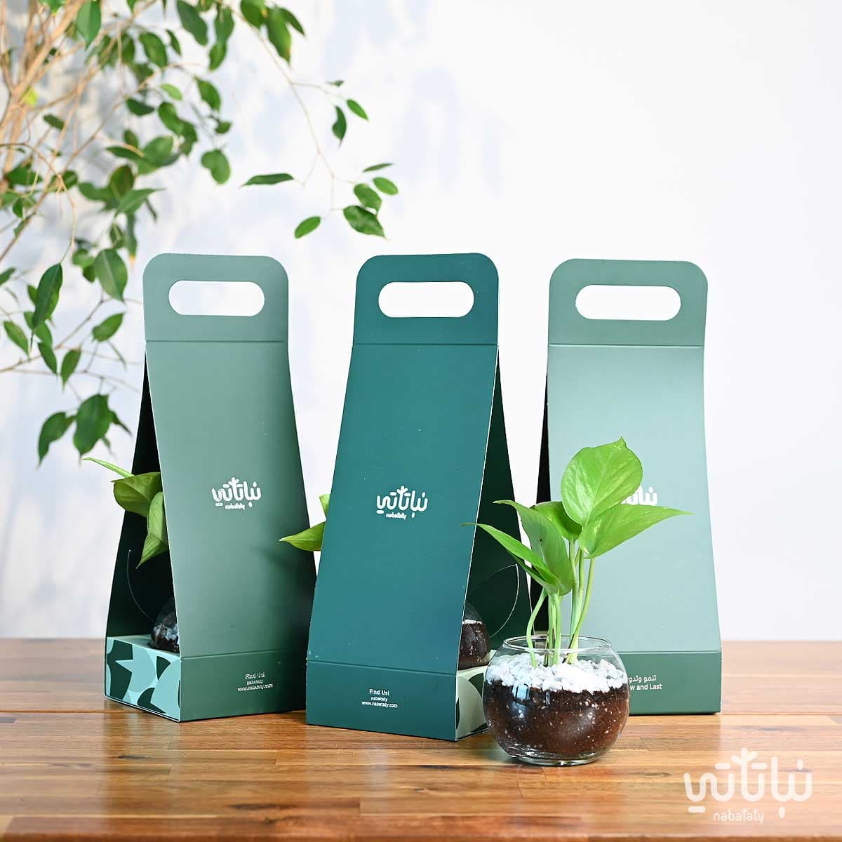 مجموعة هولدر نبتة البوتس 4