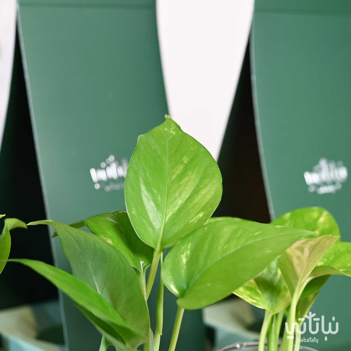 مجموعة هولدر نبتة البوتس 3