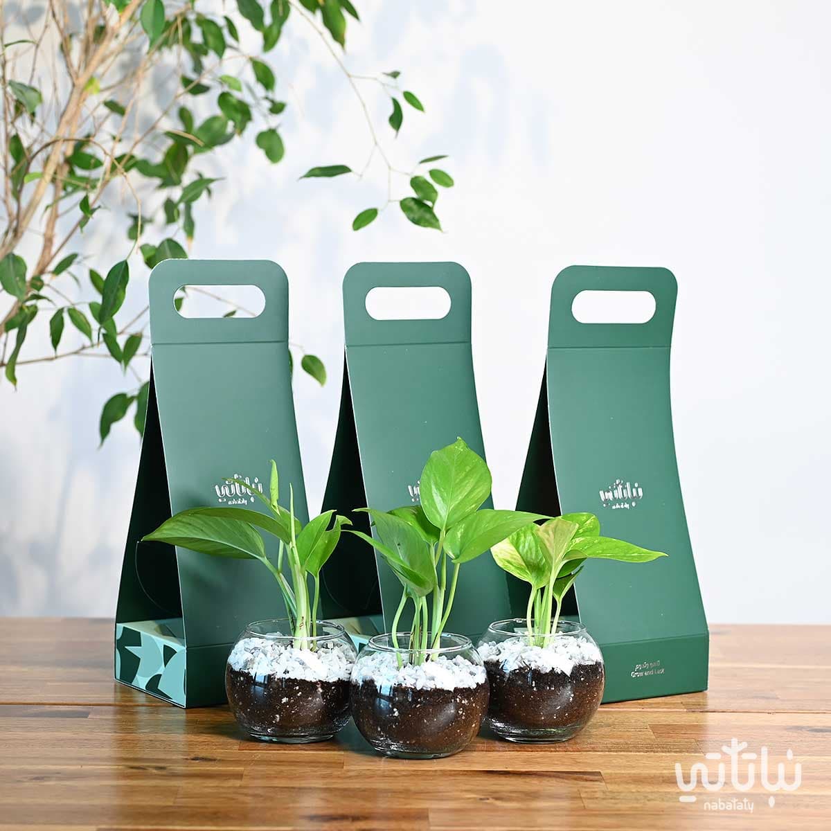 مجموعة هولدر نبتة البوتس 1