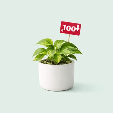 Less than 100 riyals