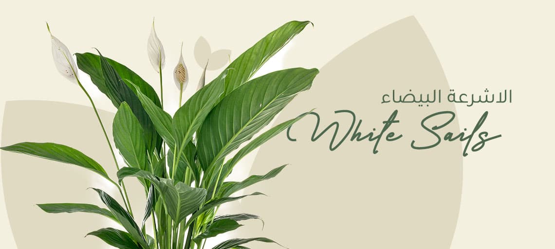 نبتة الاشرعة البيضاء