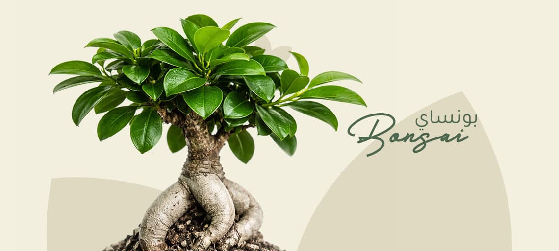 نبتة البونساي