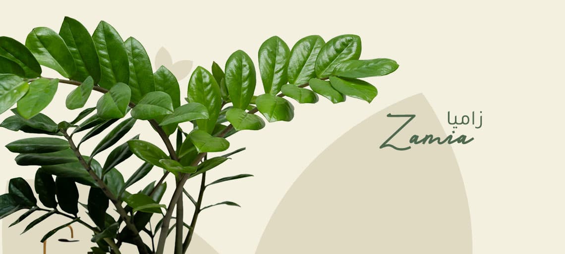 نبتة الزاميا