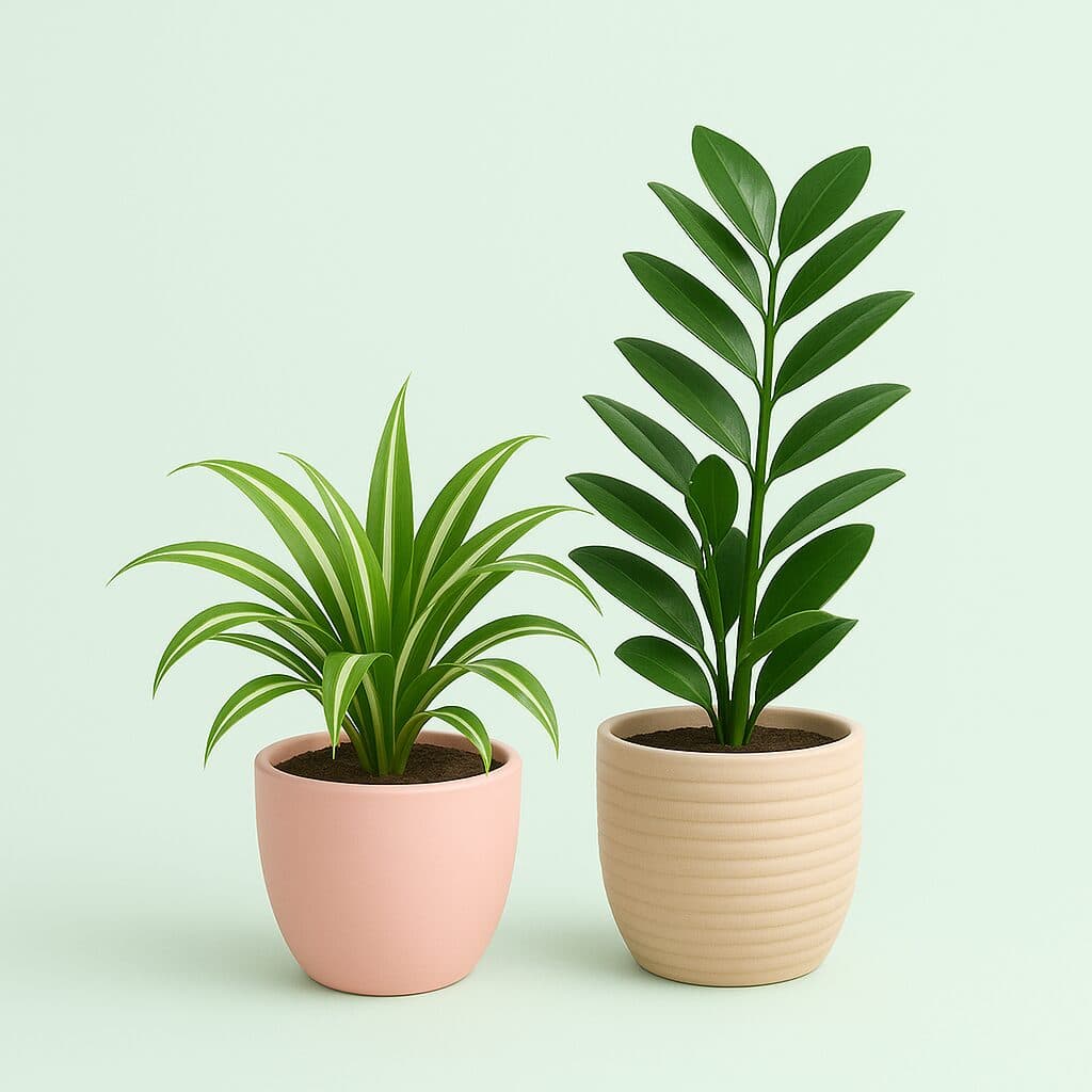 شتلات داخلية كبيرة