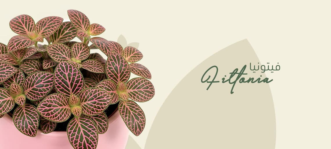 نبتة الفيتونيا