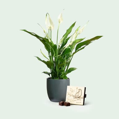 قدامك العافية