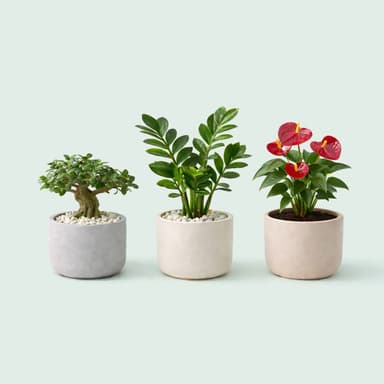 Plants in pot