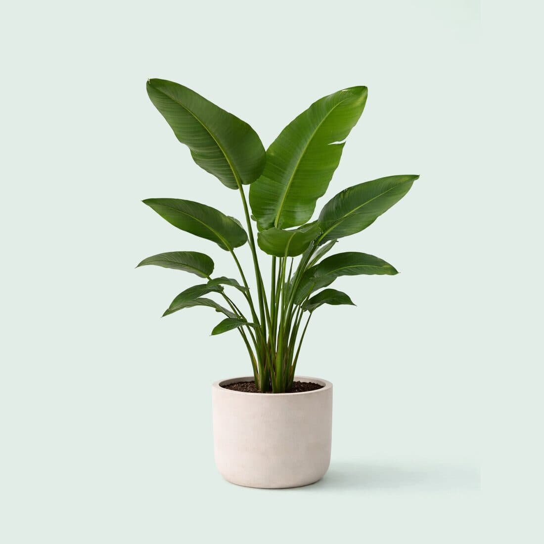 نباتات مجهزة كبيرة