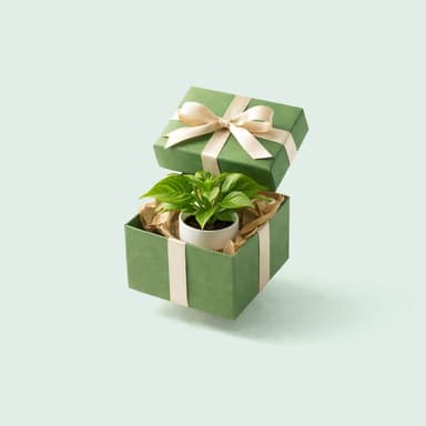Plant gift