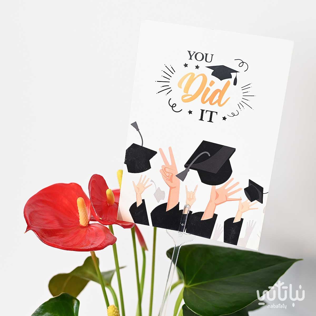 هدية مبروك التخرج نبتة الانتوريوم و تشوكلت أنوش 2