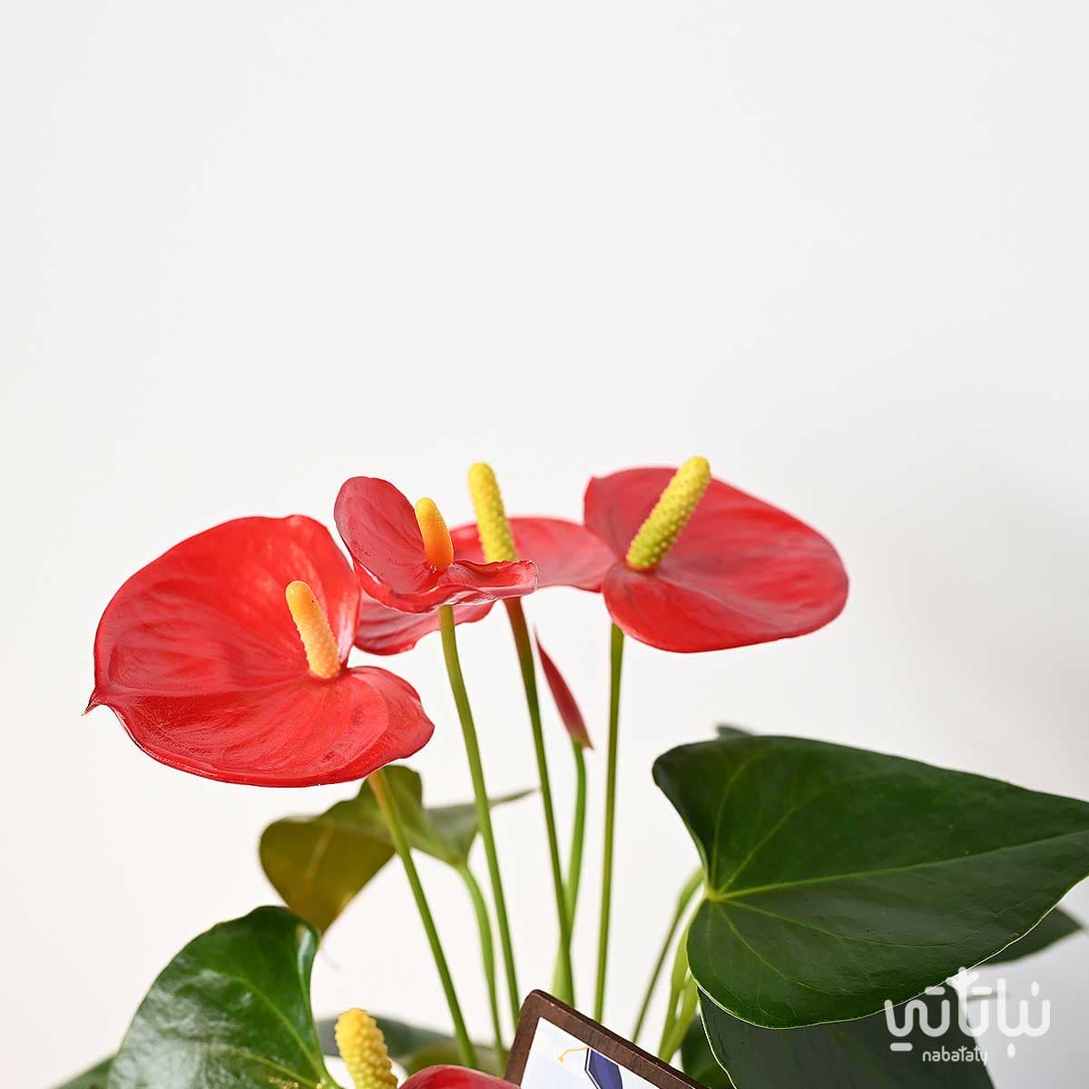 هدية مبروك التخرج نبتة الانتوريوم و تشوكلت أنوش 4