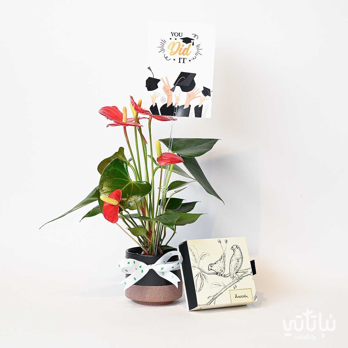 هدية مبروك التخرج نبتة الانتوريوم و تشوكلت أنوش