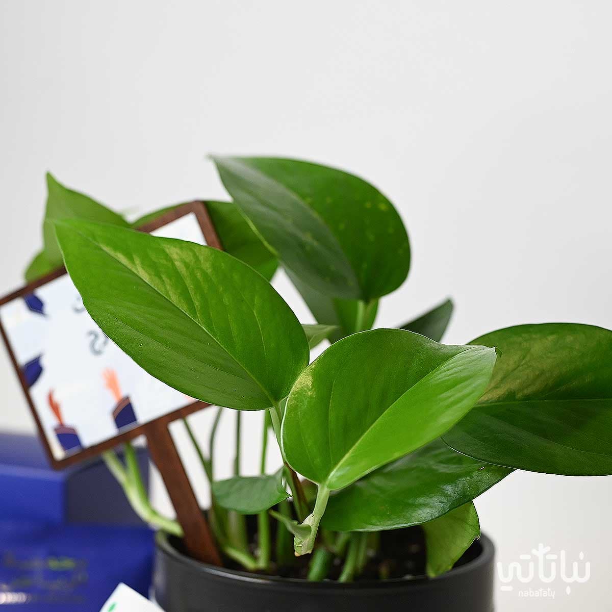 هدية مبروك التخرج نبتة البوتس و قهوة محمصة الرياض 2