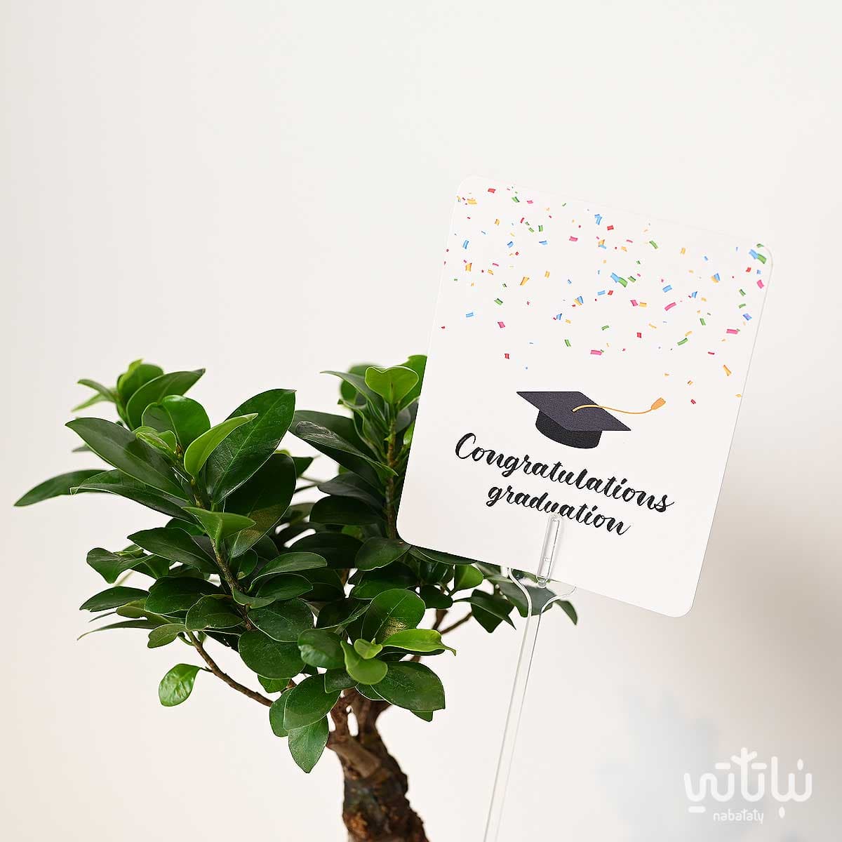 هدية مبروك التخرج نبتة البونساي وقهوة محمصة الرياض 2