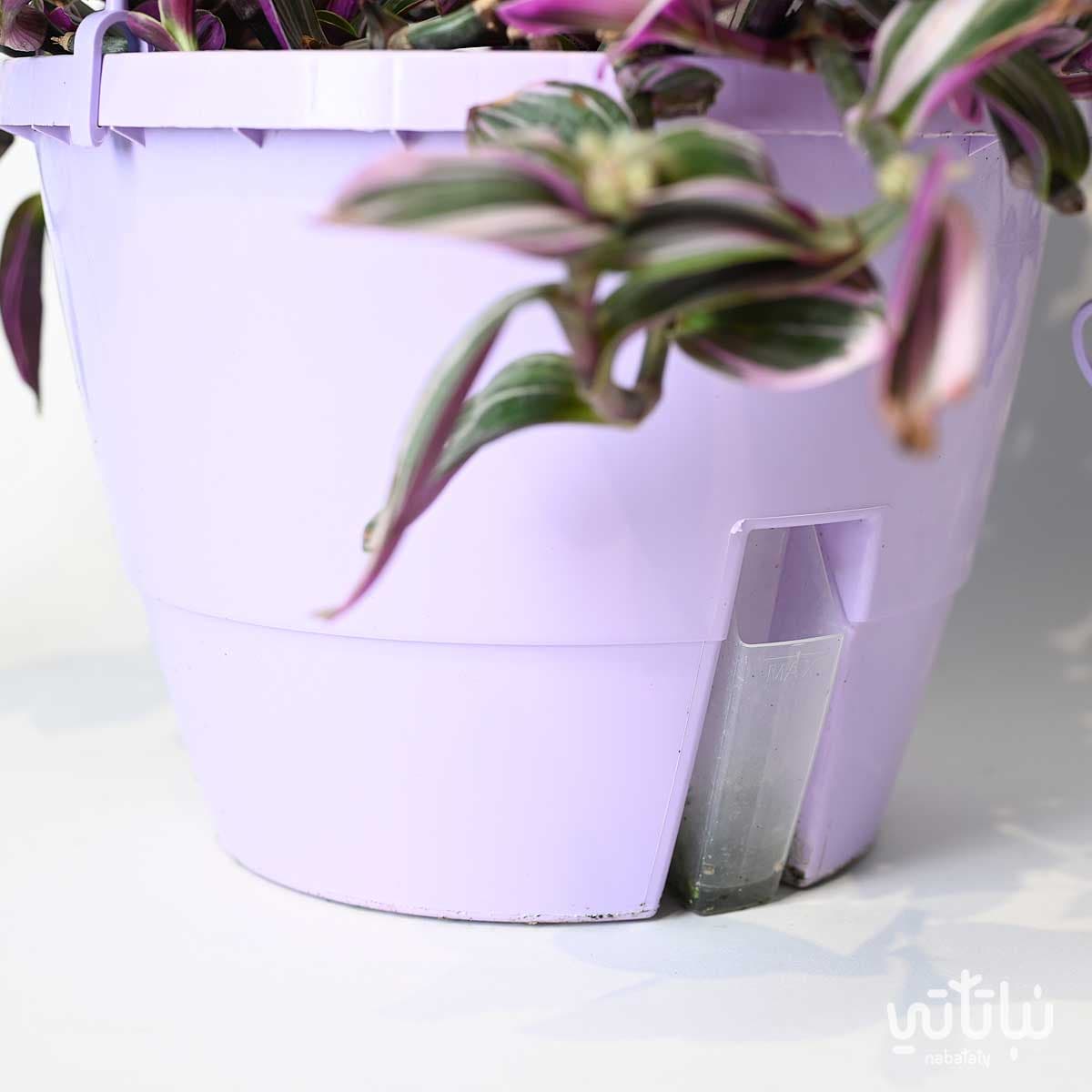 نبتة ترادسكانتيا  كبيرة في حوض ري ذاتي بنفسجي معلق 2