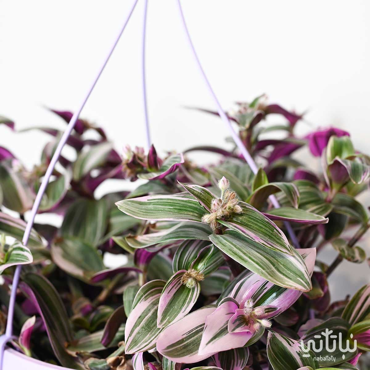 نبتة ترادسكانتيا  كبيرة في حوض ري ذاتي بنفسجي معلق 3