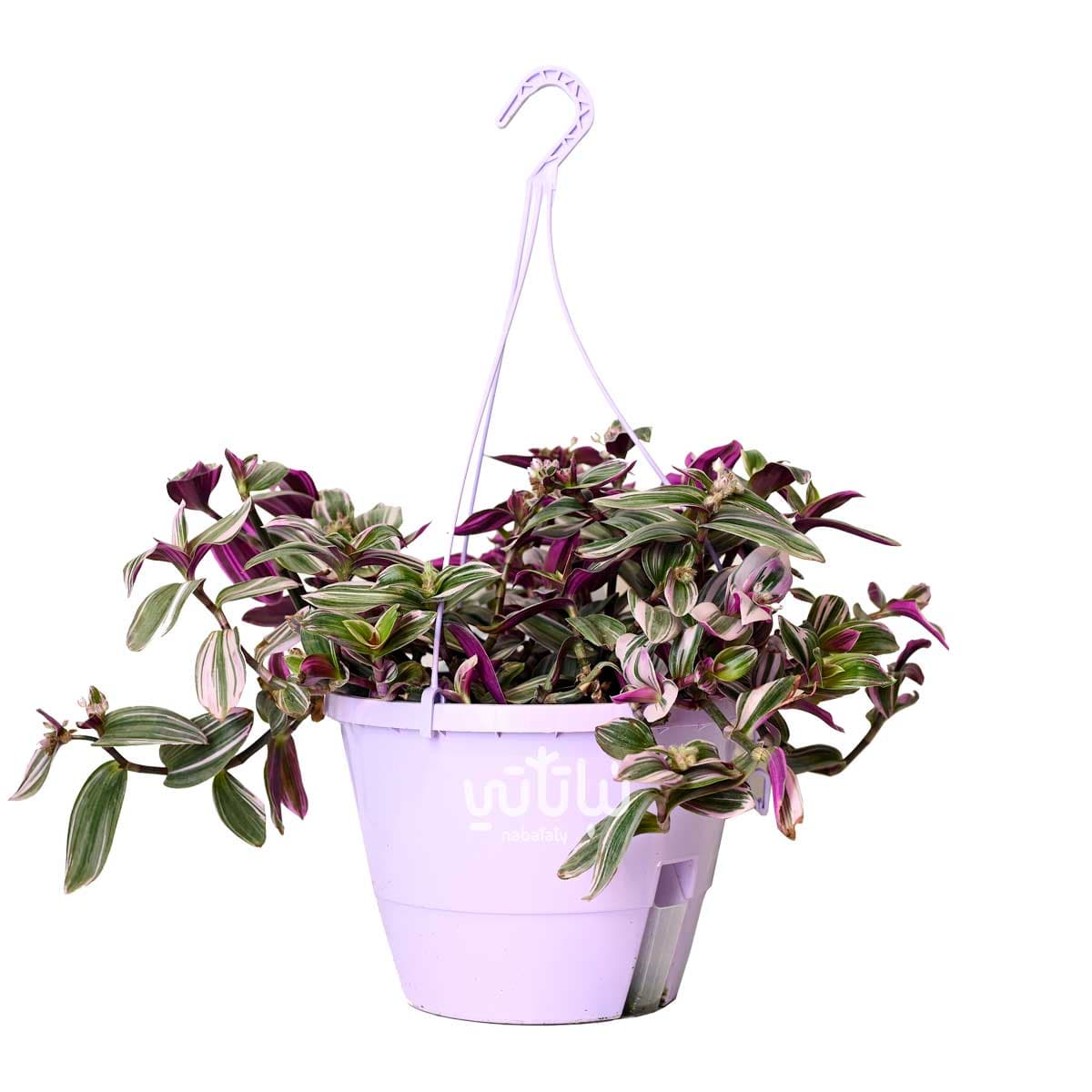 نبتة ترادسكانتيا  كبيرة في حوض ري ذاتي بنفسجي معلق