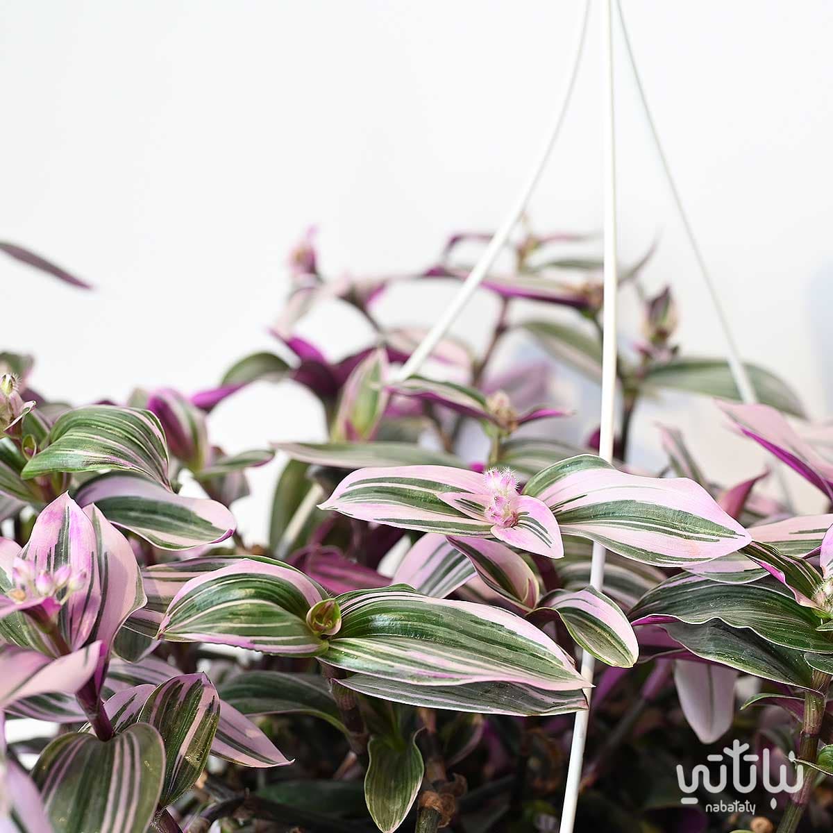 نبتة ترادسكانتيا  كبيرة في حوض ري ذاتي ابيض معلق 3