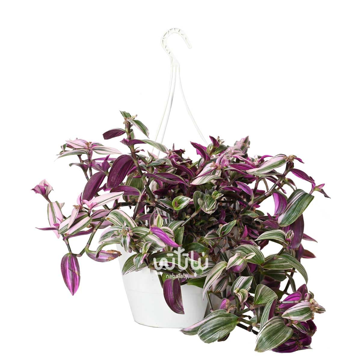 نبتة ترادسكانتيا  كبيرة في حوض ري ذاتي ابيض معلق 1