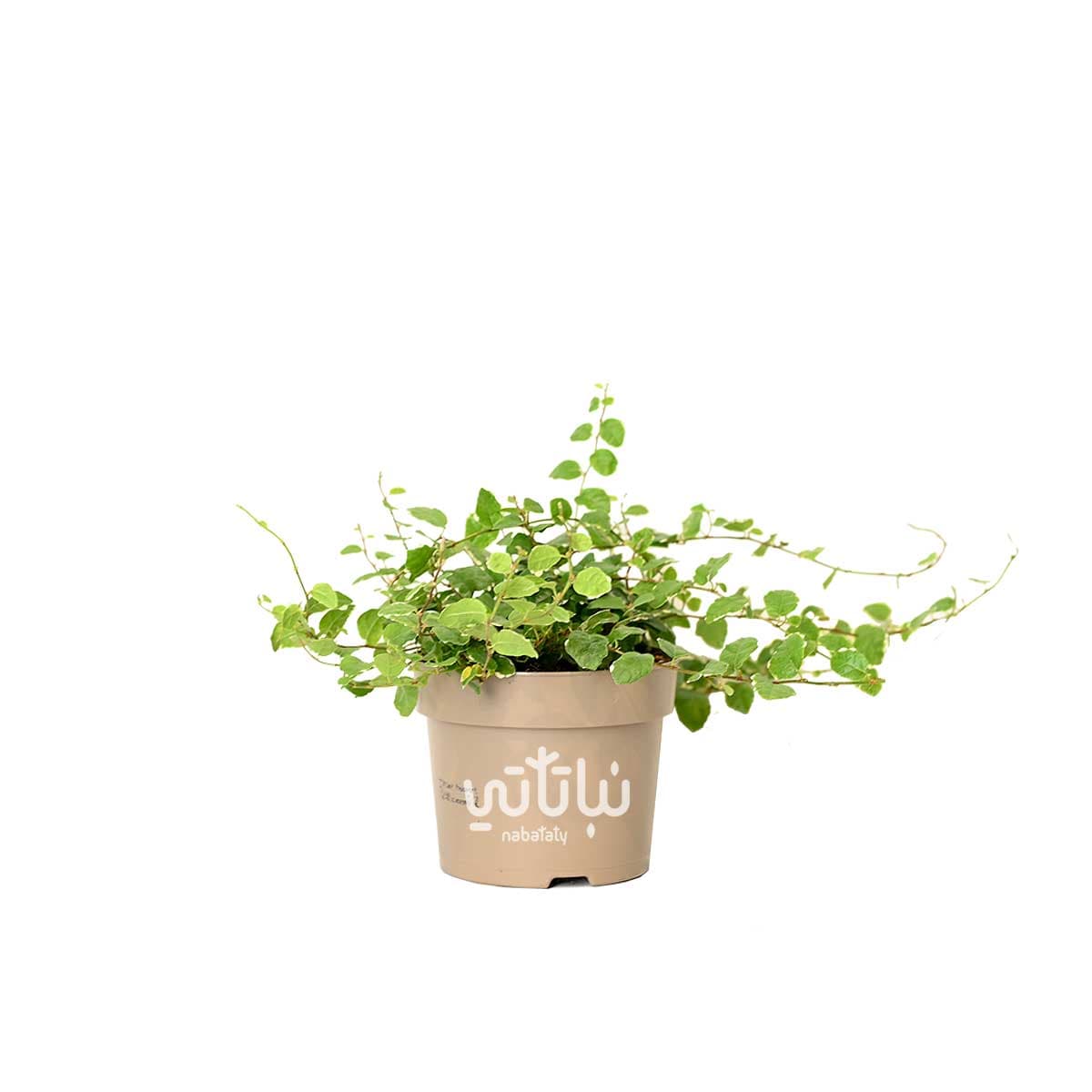 نبتة فيكس قزمي مبرقشة 1