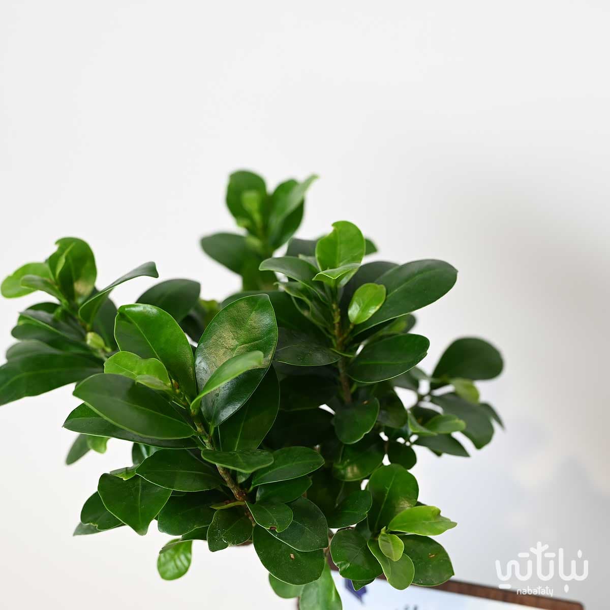 هدية مبروك التخرج نبتة البونساي وتشوكلت أنوش 3