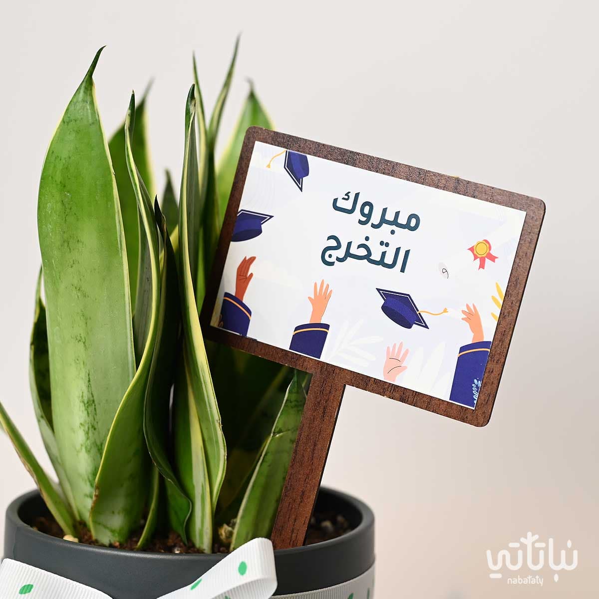 هدية مبروك التخرج نبتة جلد النمر و عود موروكي محسن 2