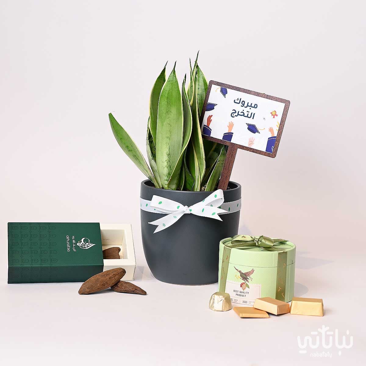 هدية مبروك التخرج نبتة جلد النمر و عود موروكي محسن 3