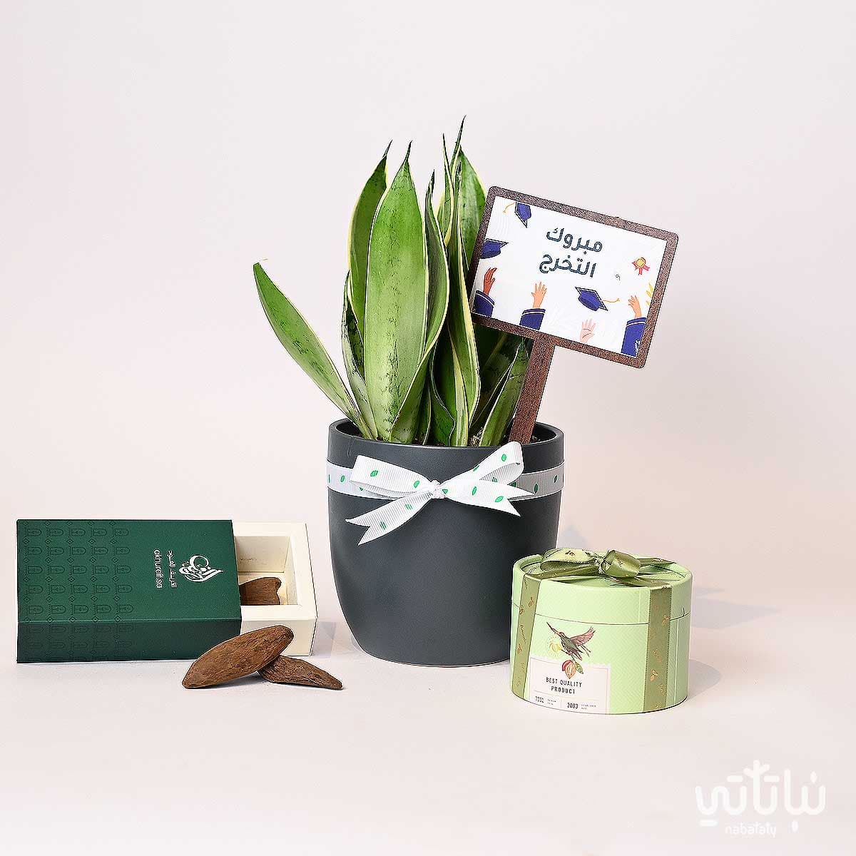 هدية مبروك التخرج نبتة جلد النمر و عود موروكي محسن 1