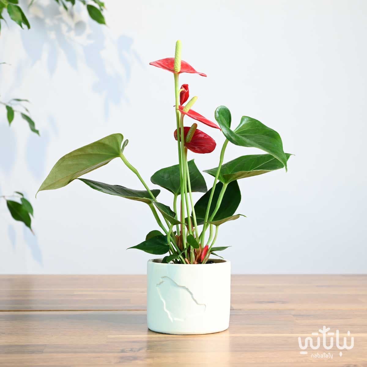 هدية نبتة الانتوريوم في حوض خريطة المملكة 1