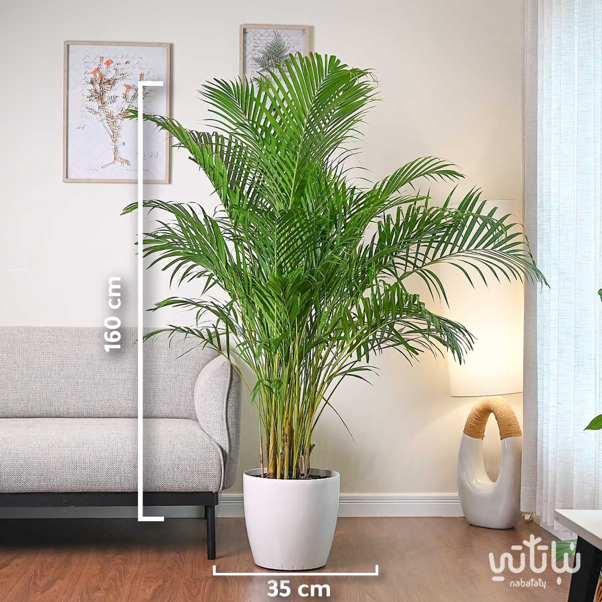 نبتة اريكا هولندية كبيرة في حوض ري ذاتي ابيض 2