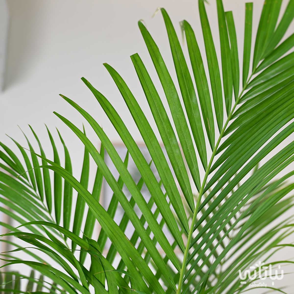 نبتة اريكا هولندية كبيرة في حوض ري ذاتي ابيض 4