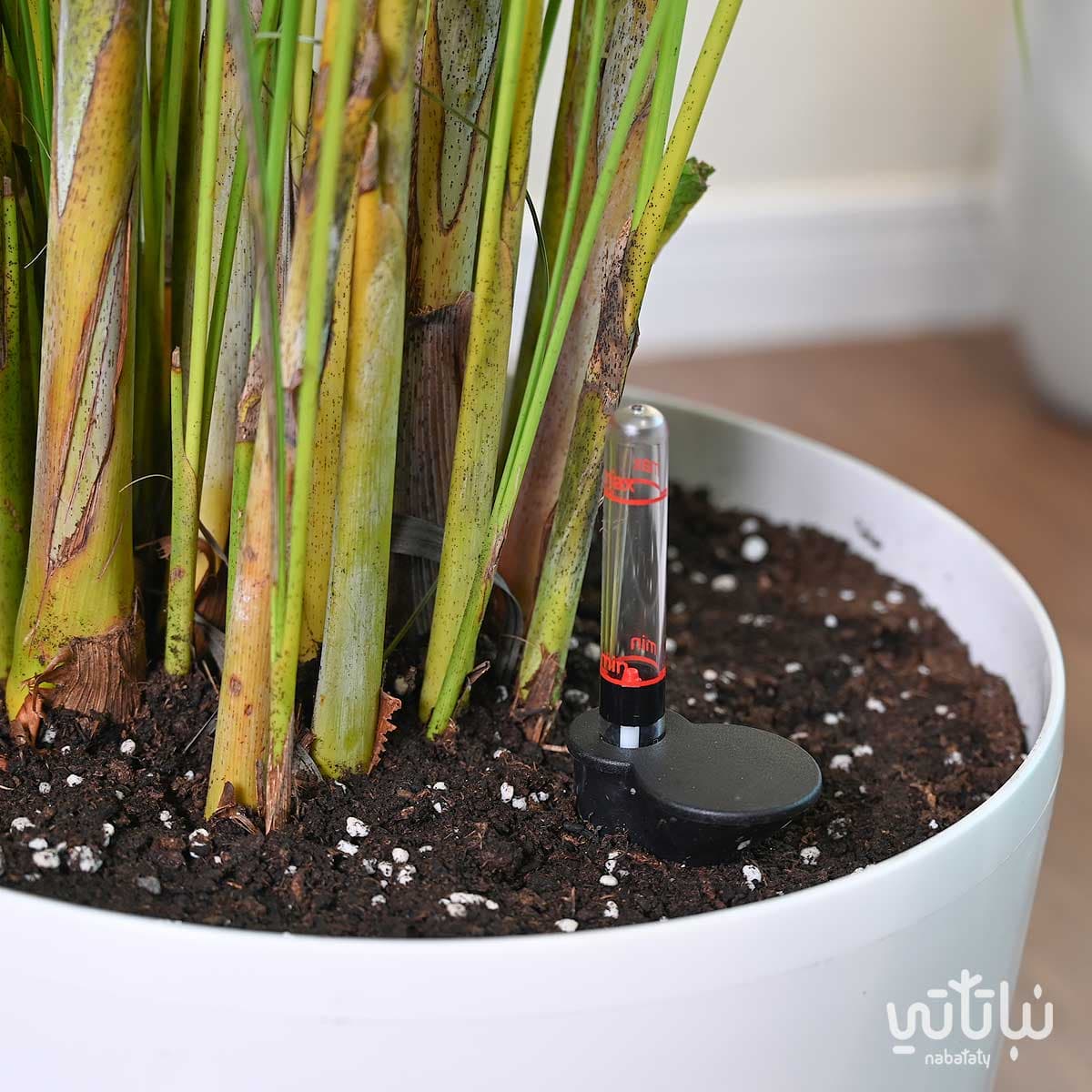 نبتة اريكا هولندية كبيرة في حوض ري ذاتي ابيض 3