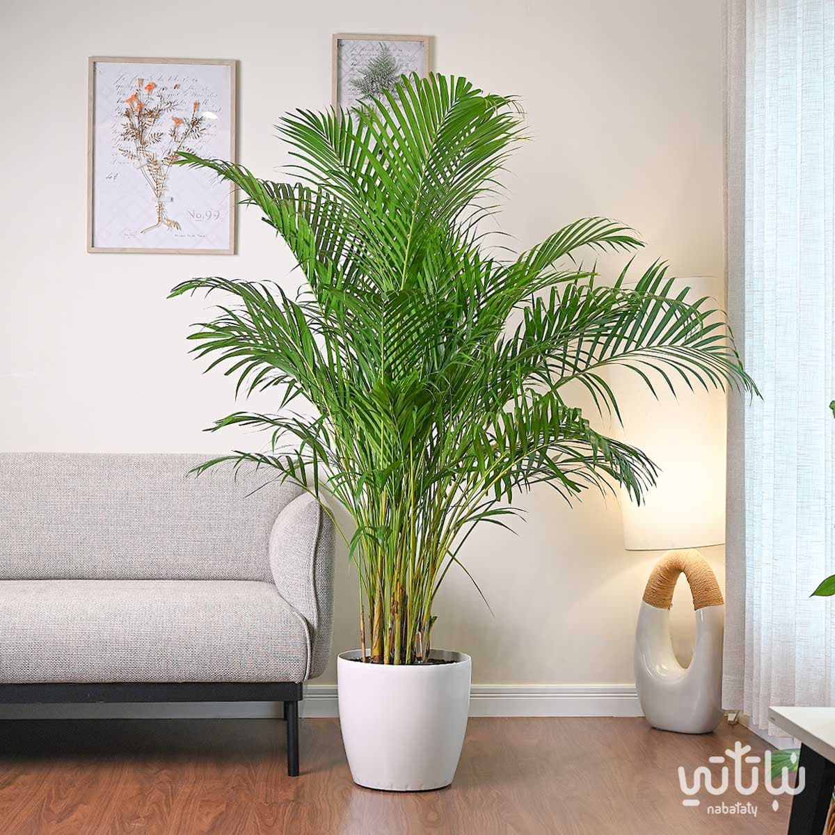 نبتة اريكا هولندية كبيرة في حوض ري ذاتي ابيض