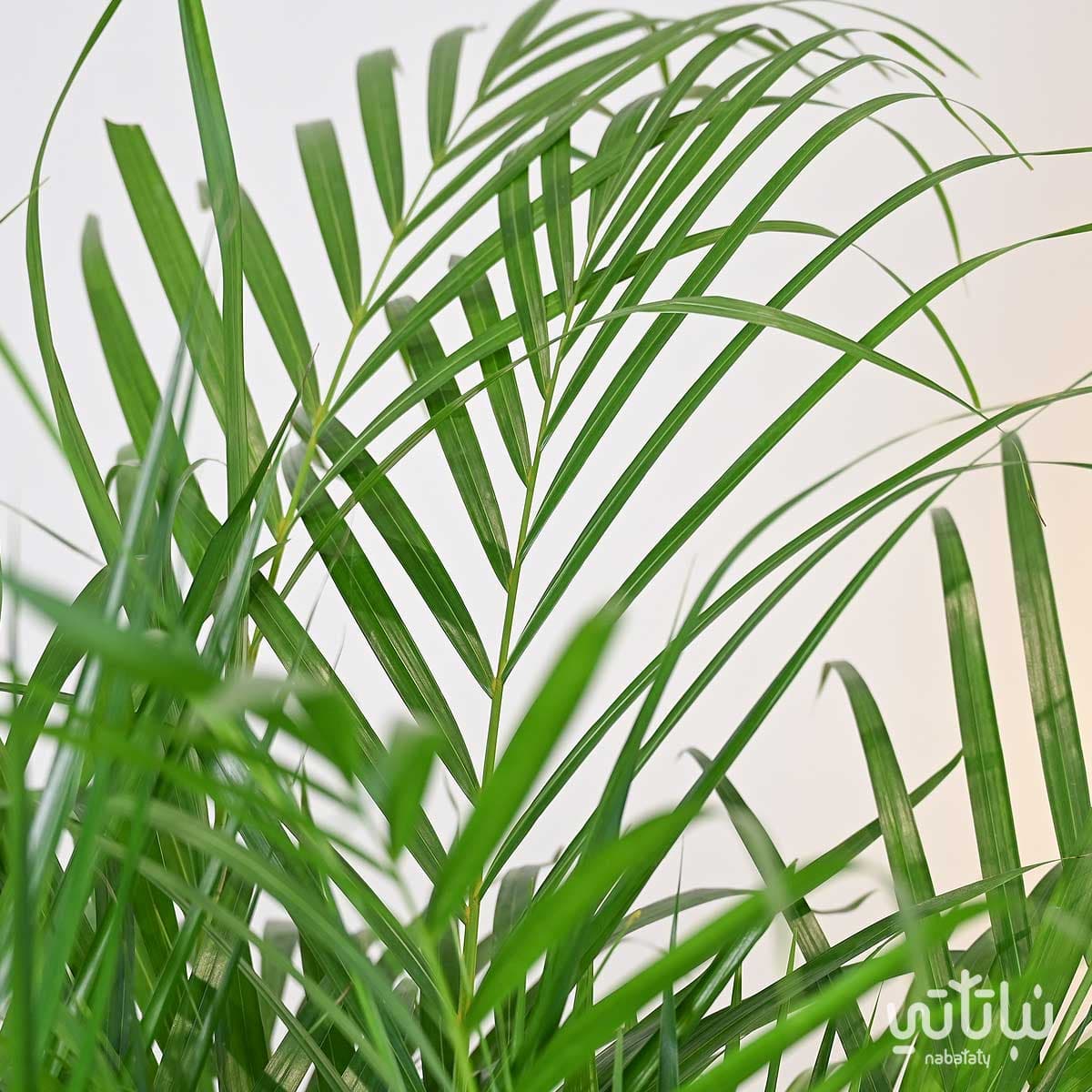 نبتة اريكا هولندية في حوض ري ذاتي ابيض 4