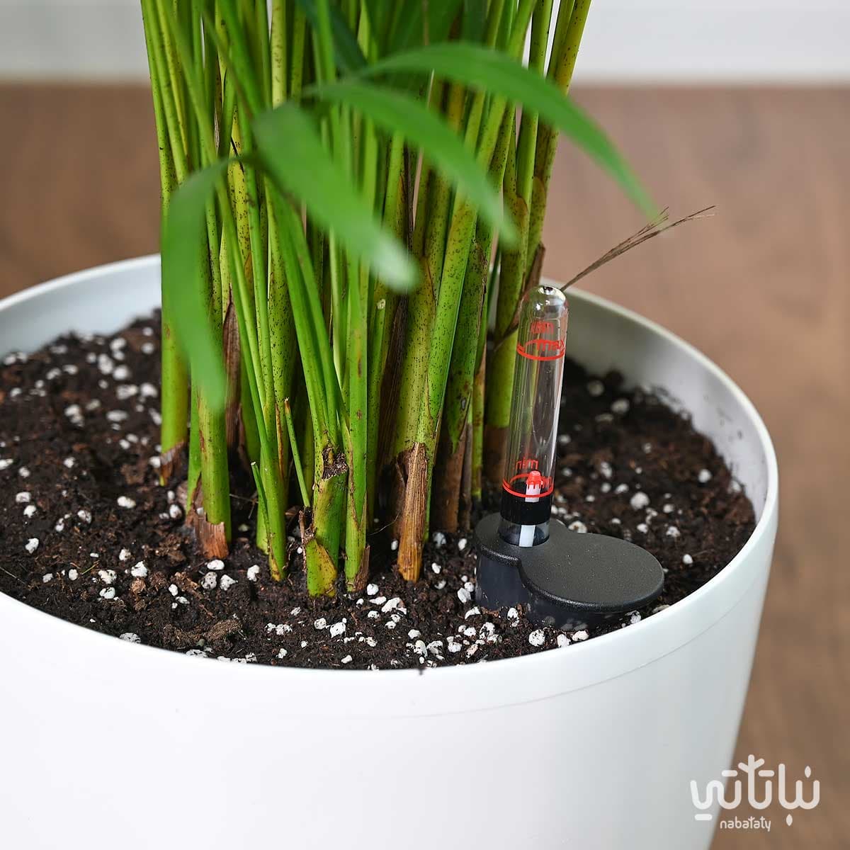 نبتة اريكا هولندية في حوض ري ذاتي ابيض 3