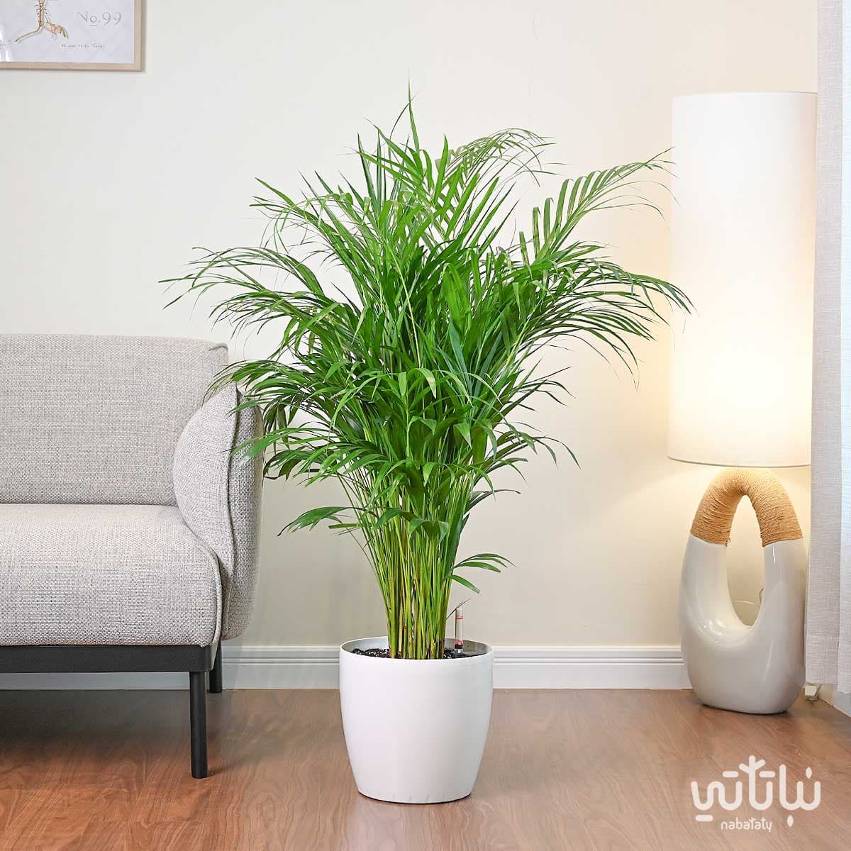 نبتة اريكا هولندية في حوض ري ذاتي ابيض