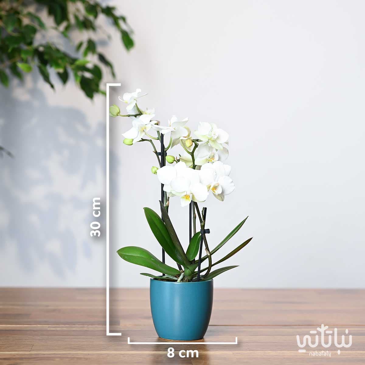 نبتة اوركيد ابيض صغير في اصيص سيراميك ازرق 2