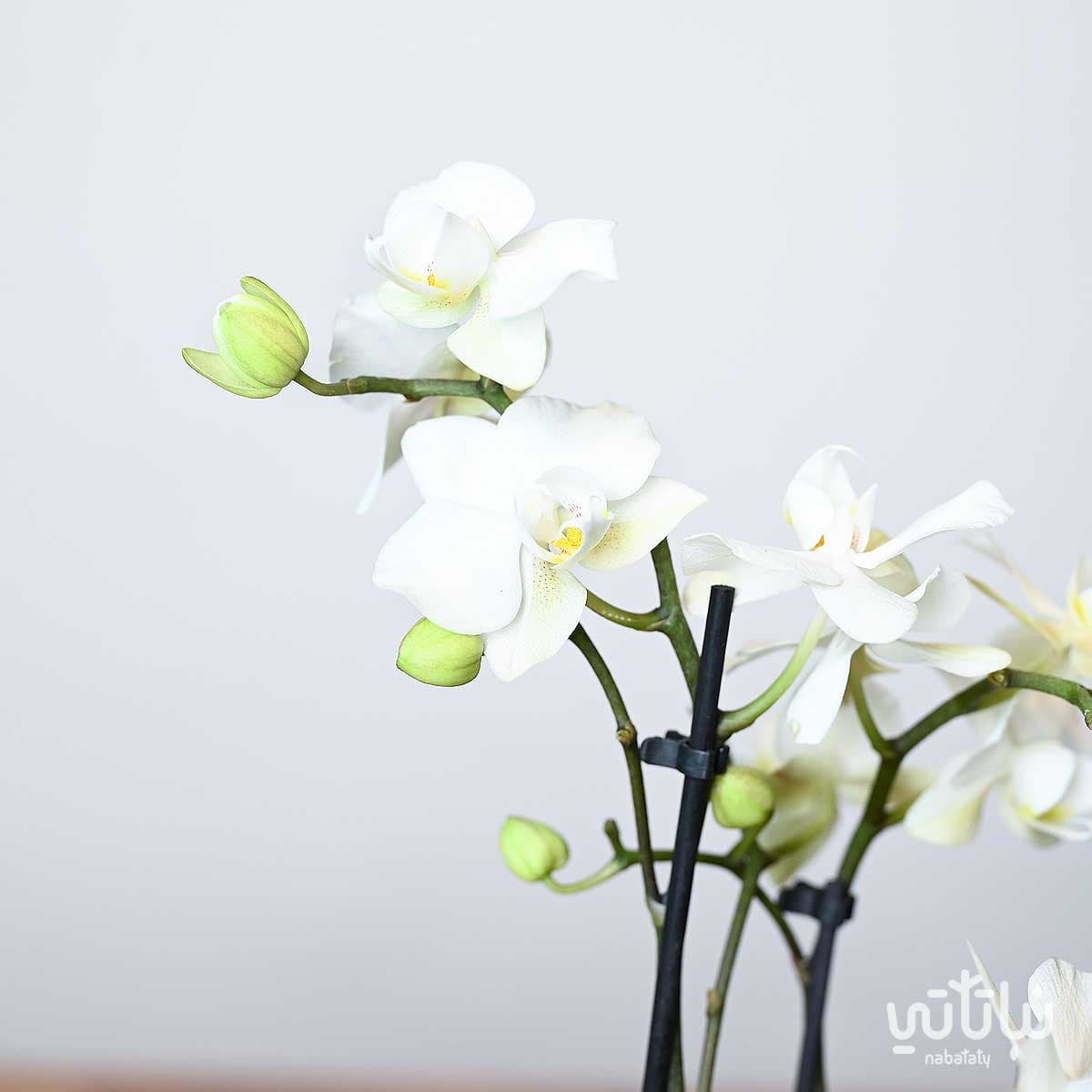 نبتة اوركيد ابيض صغير في اصيص سيراميك ازرق 3