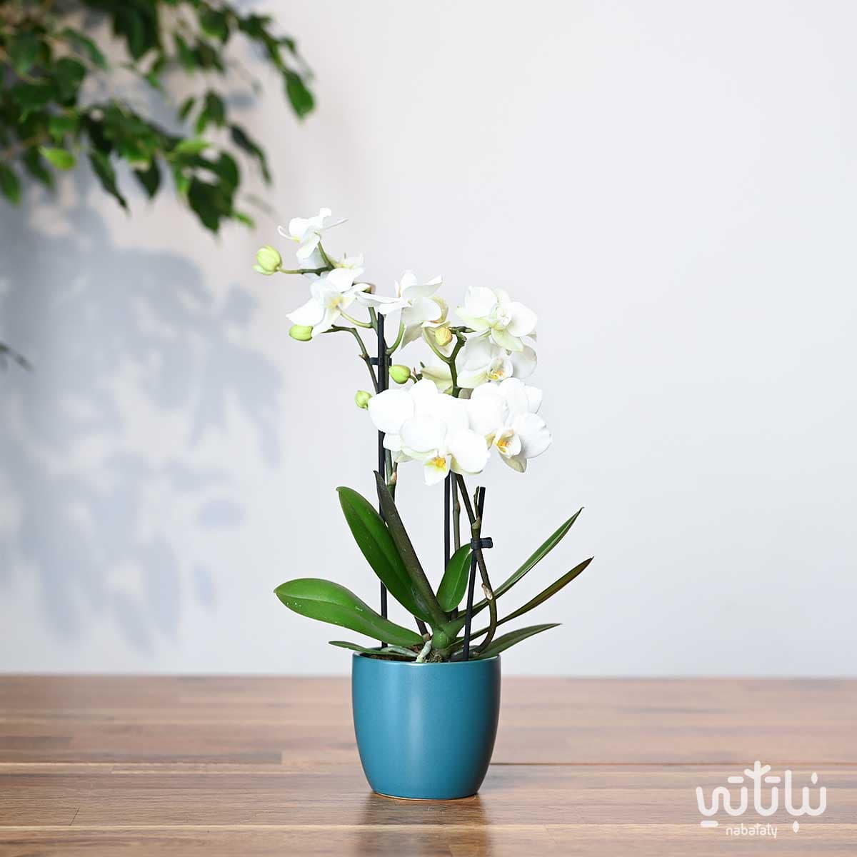 نبتة اوركيد ابيض صغير في اصيص سيراميك ازرق 1