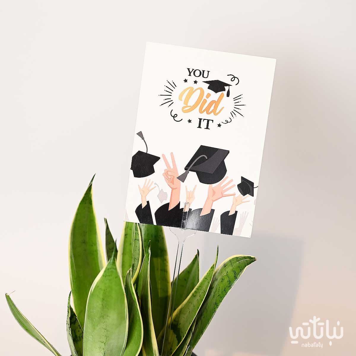 هدية مبروك التخرج نبتة جلد النمر و عود موروكي محسن 2